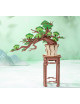 Maqueta DIY BONSAI
