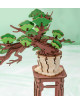Maqueta DIY BONSAI